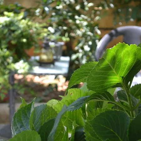 Bed and breakfast Veggie Garden 3*